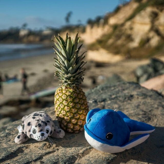 Shore Buddies