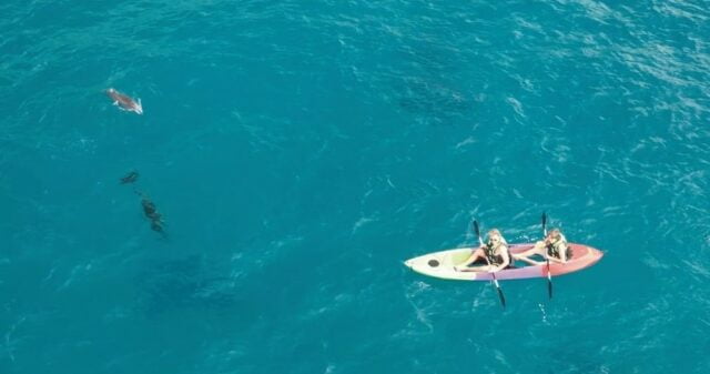 Saltwater Soul Clear Bottom Kayaks with Spinner Dolphins