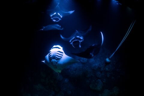 Manta Rays