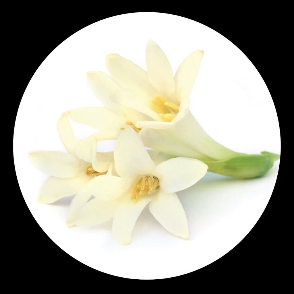 Tuberose Essential Oil 5ml