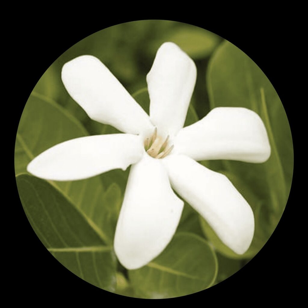 Tahitian Gardenia Essential Oil 5 ml