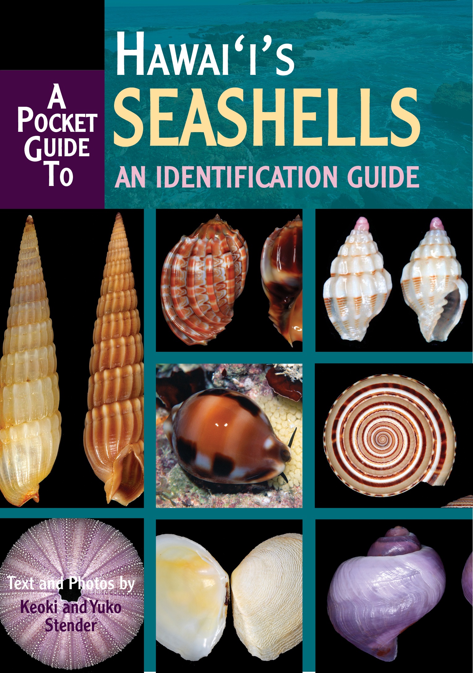 Pocket Guide to Hawaii’s Seashells